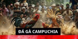 Giới thiệu về đá gà Campuchia