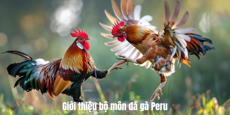 Giới thiệu đá gà Peru