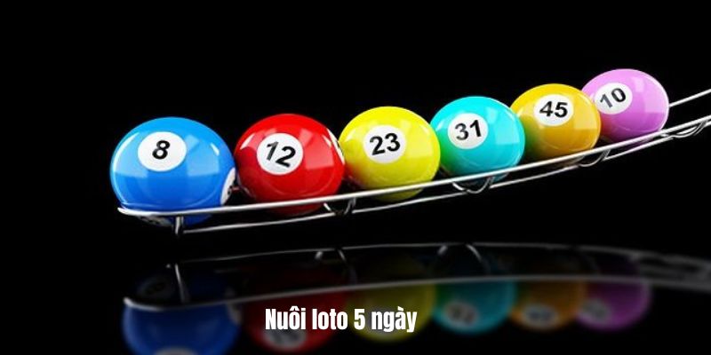 Nuôi loto 5 ngày hiệu quả cao