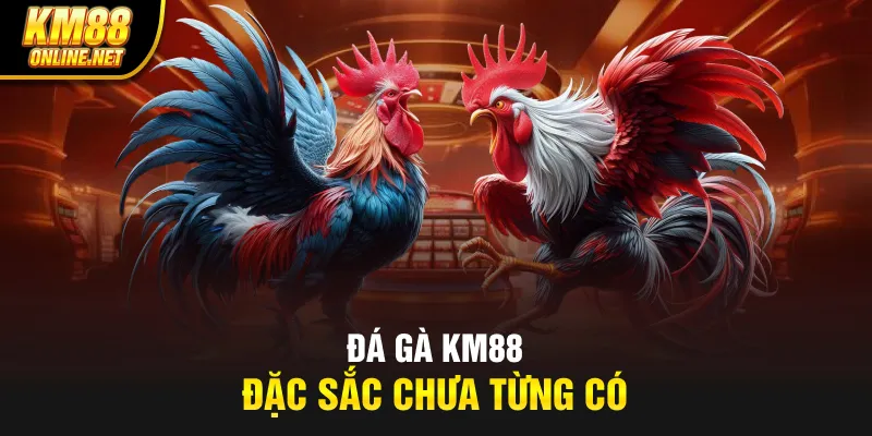 Đá gà KM88 đặc sắc chưa từng có