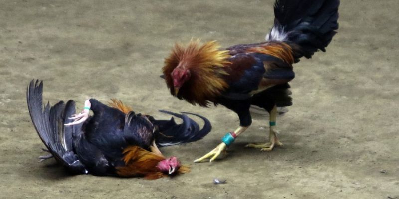 Đá gà miền Bắc Những đặc điểm độc đáo của đấu gà miền Bắc