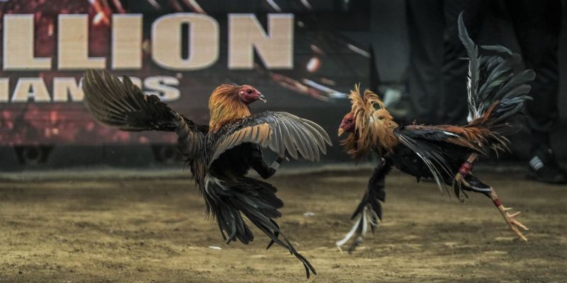 Đá gà miền Bắc Quy định và luật chơi trong các trận đấu gà miền Bắc