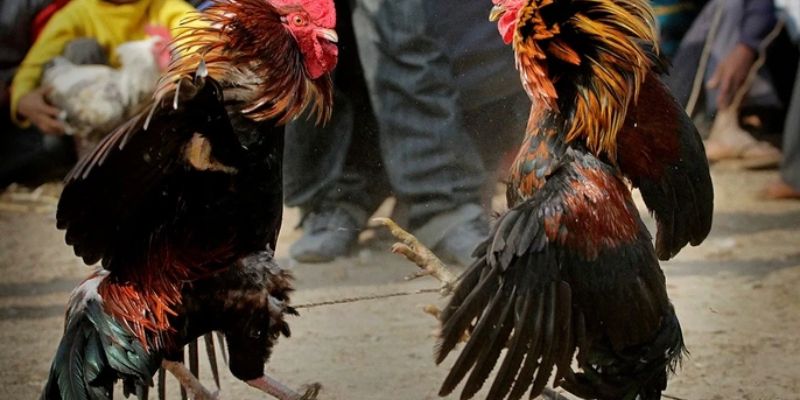 Các loại gà phổ biến trong đá gà tại miền Nam