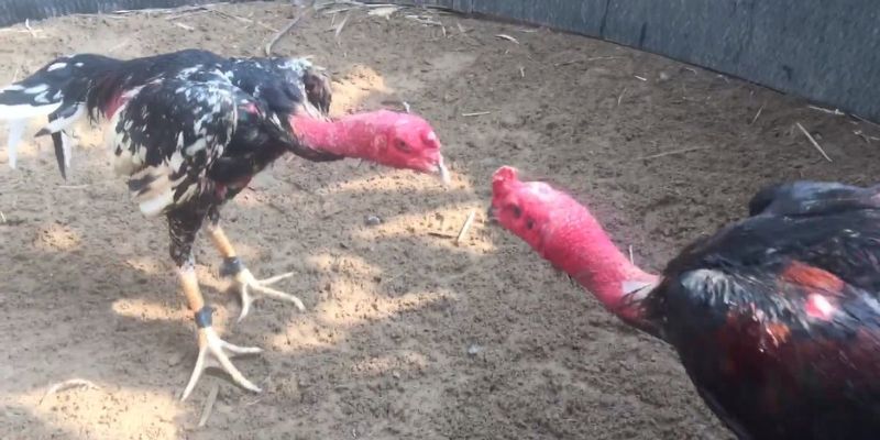 Khái niệm thông tin về đá gà miền Nam