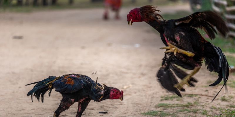 Các chiến thuật cược phổ biến trong đá gà nòi