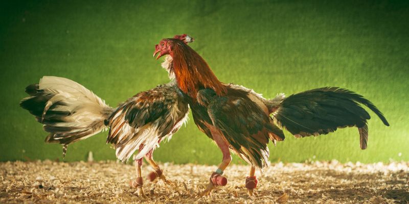 Đặc điểm nổi bật của gà nòi trong thi đấu đá gà