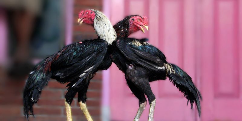 Định nghĩa đá gà nòi và lịch sử phát triển