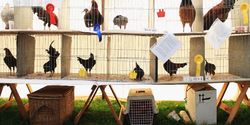 Các loại gà chiến phổ biến tại đấu gà Philippines