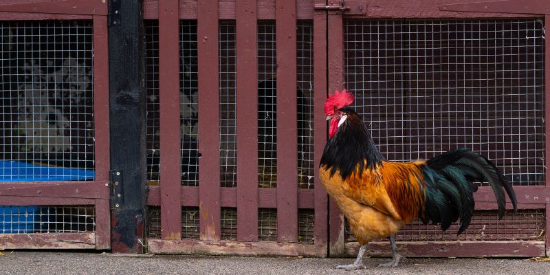 Kinh nghiệm và mẹo chơi đá gà Philippines thành công