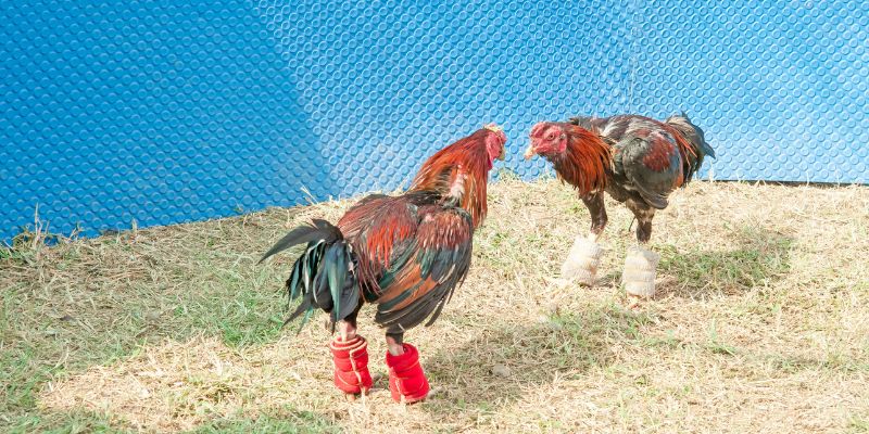 Chiến thuật cá cược đá gà để tăng cơ hội thắng