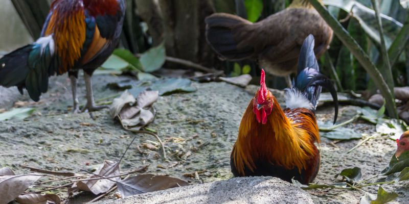 Cá cược đá gà tre là gì? Tìm hiểu khái niệm và sự phổ biến