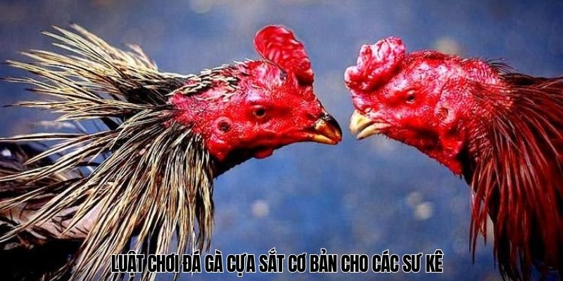 đá gà cựa sắt Luật chơi đá gà cựa sắt cơ bản cho các sư kê
