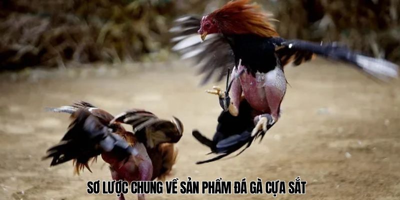 đá gà cựa sắt Sơ lược chung về sản phẩm đá gà cựa sắt
