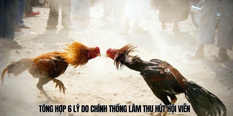 đá gà cựa sắt Tổng hợp 6 lý do chính thống làm thu hút hội viên